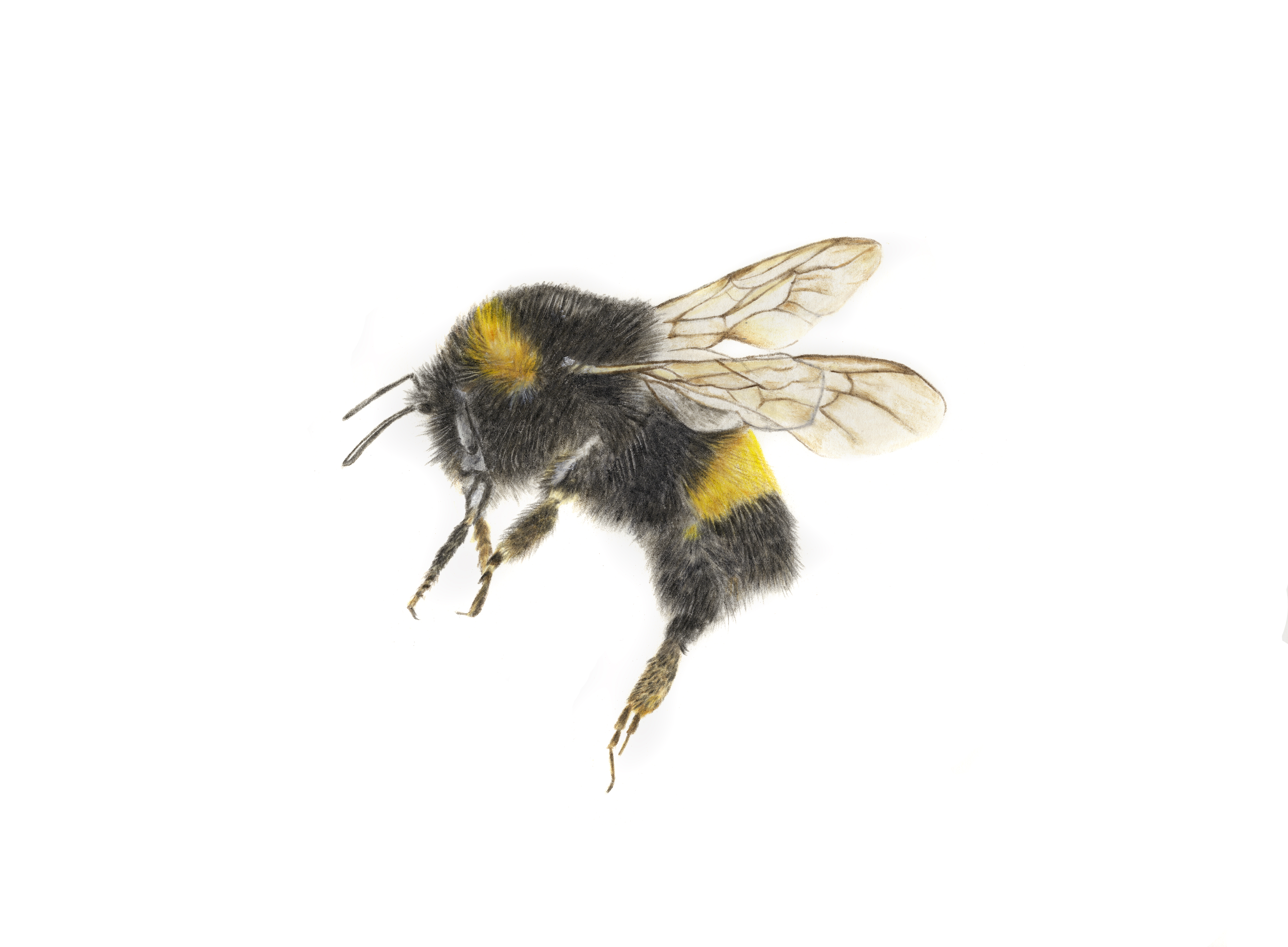 Bee Study