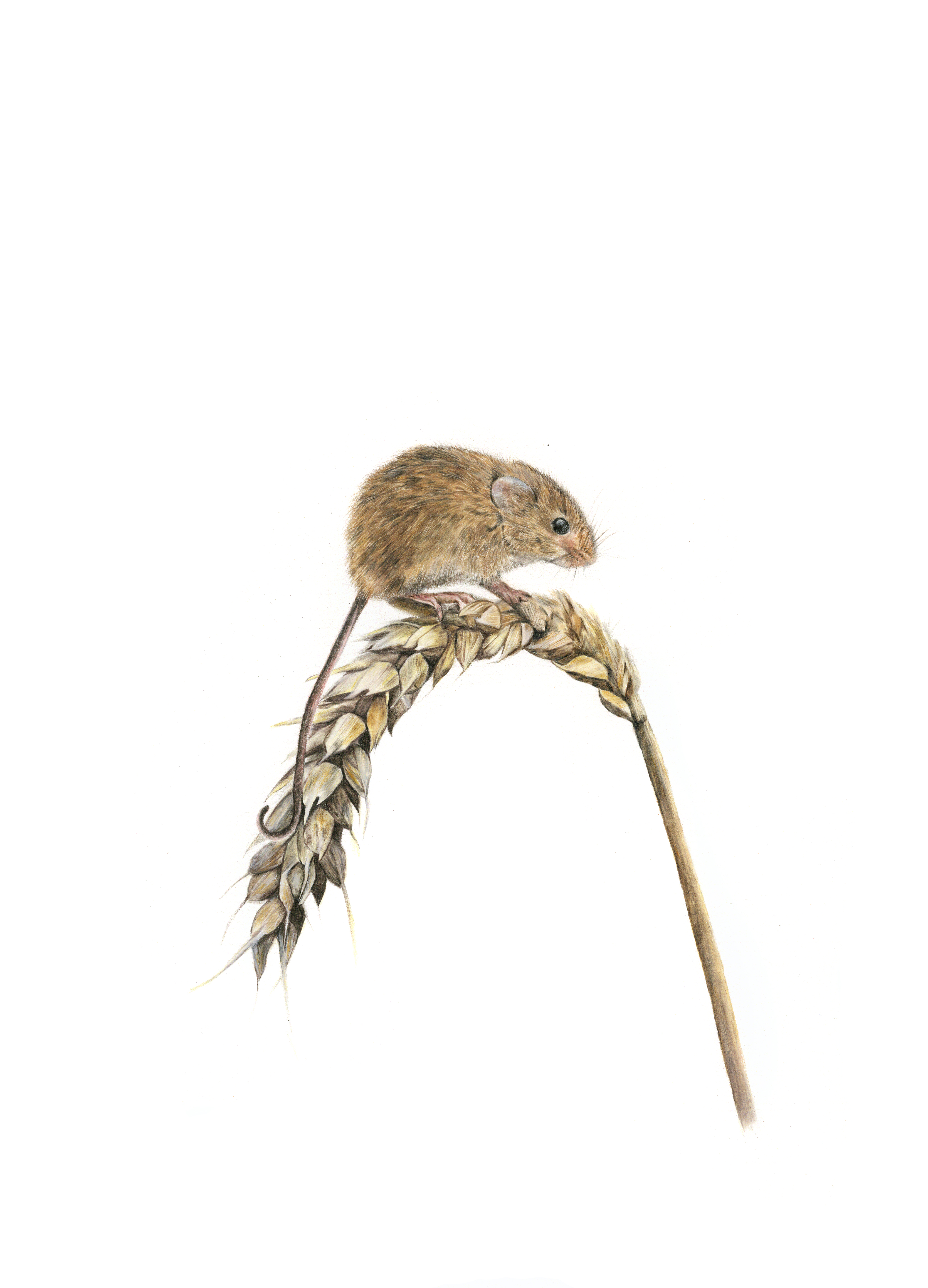 Harvest Mouse