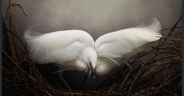 Nesting Egrets