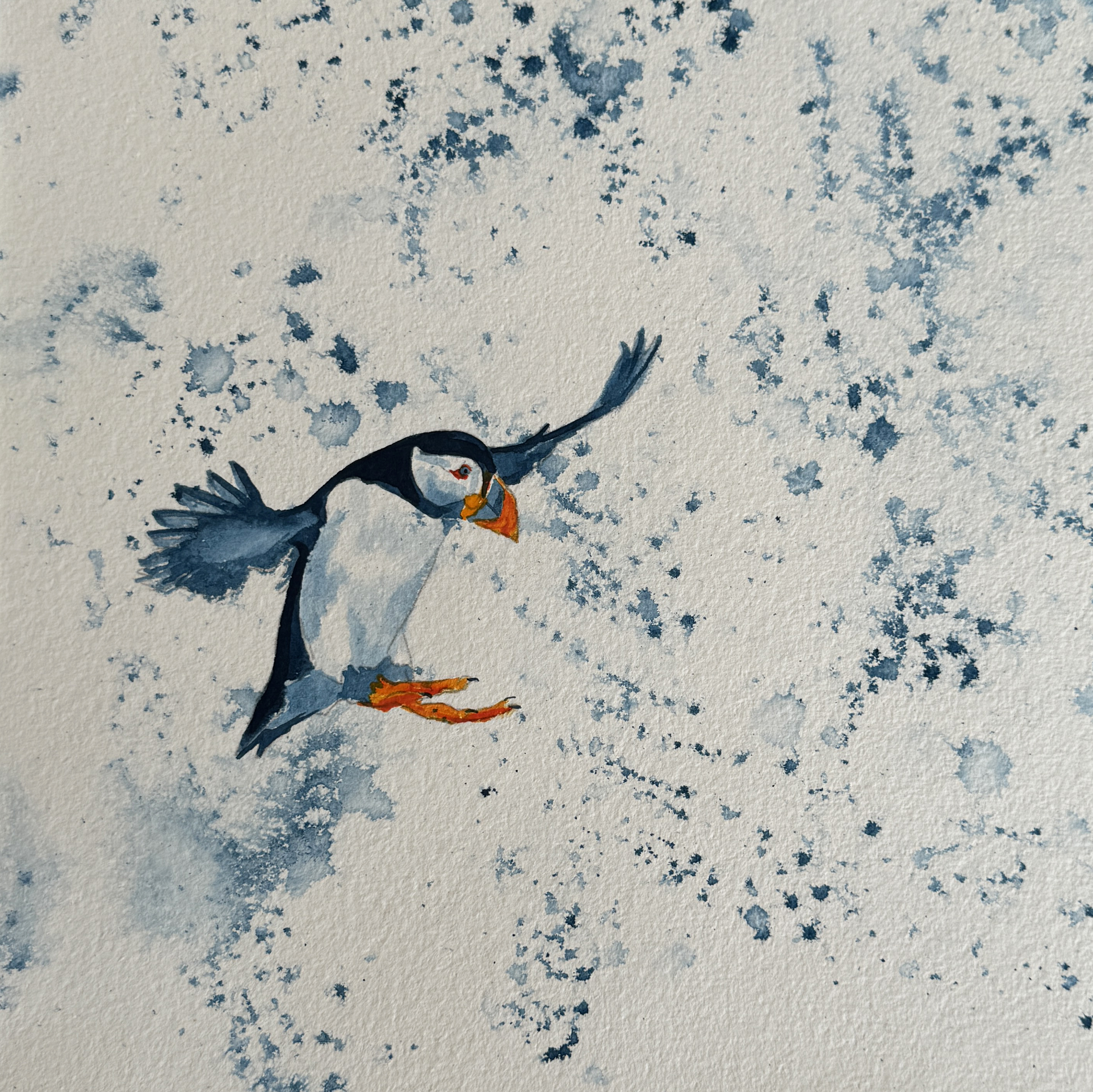 Puffin