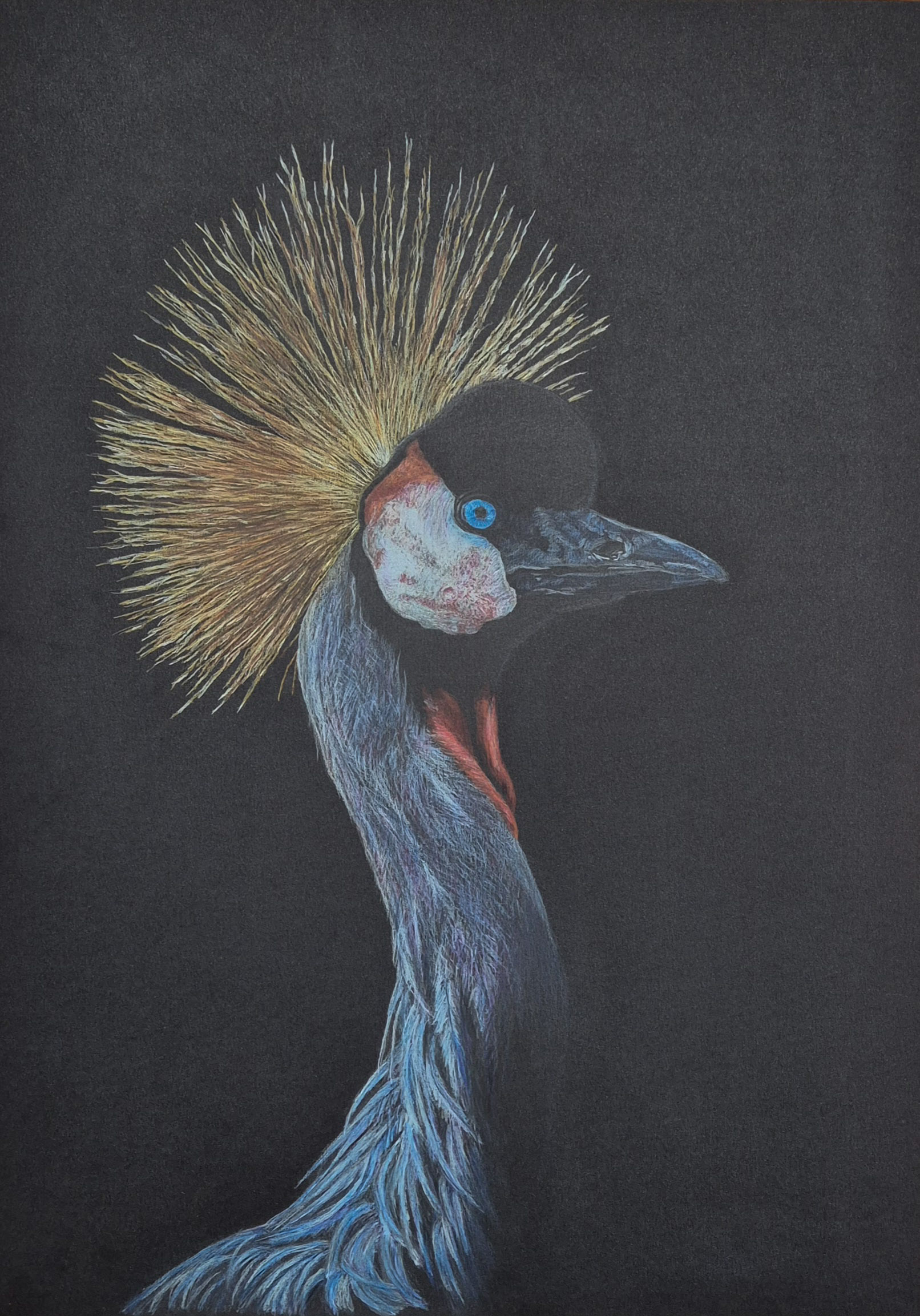 Grey Crowned Crane