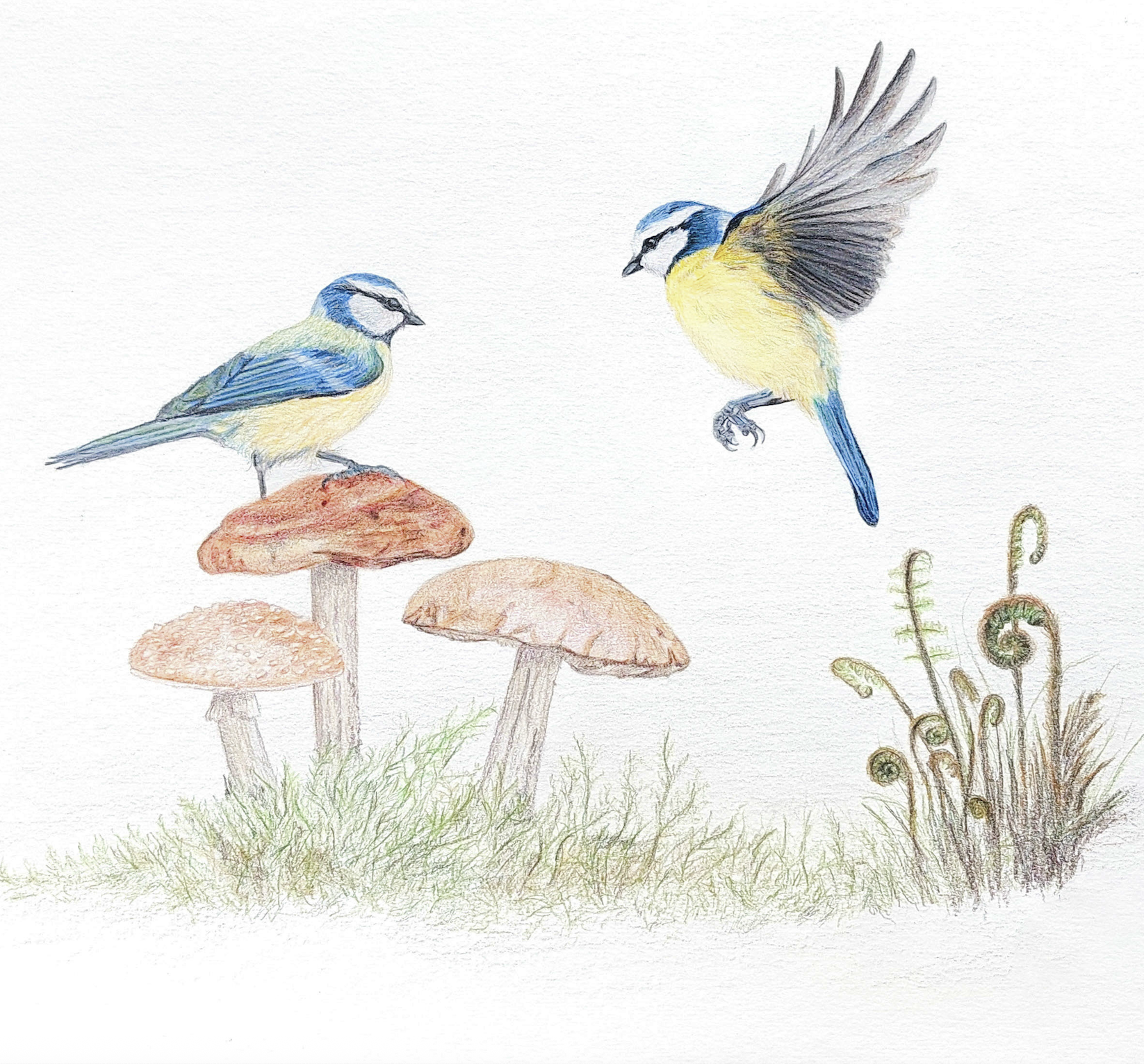 Bluetits/Titw Tomos Las