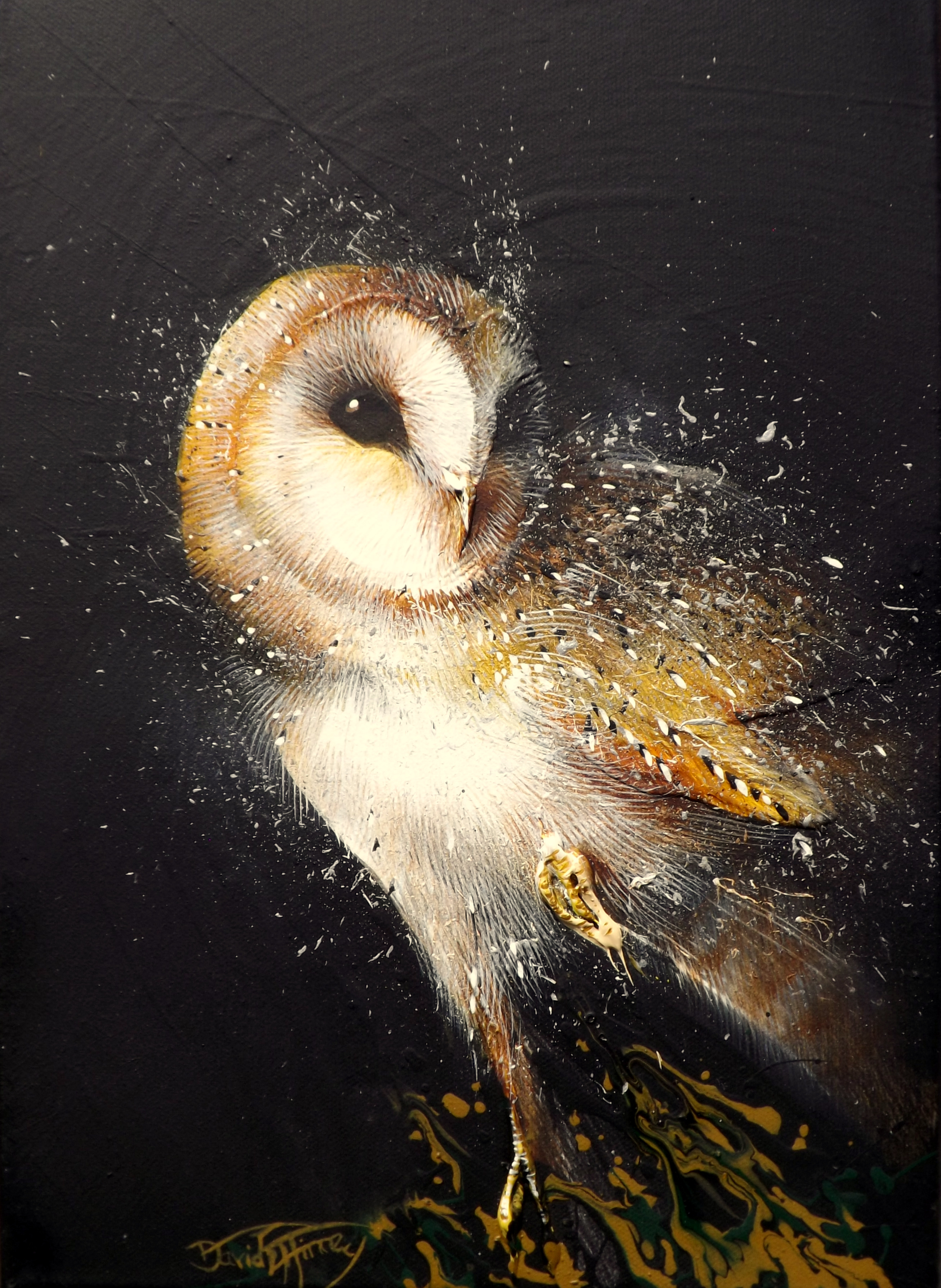 Barn Owl