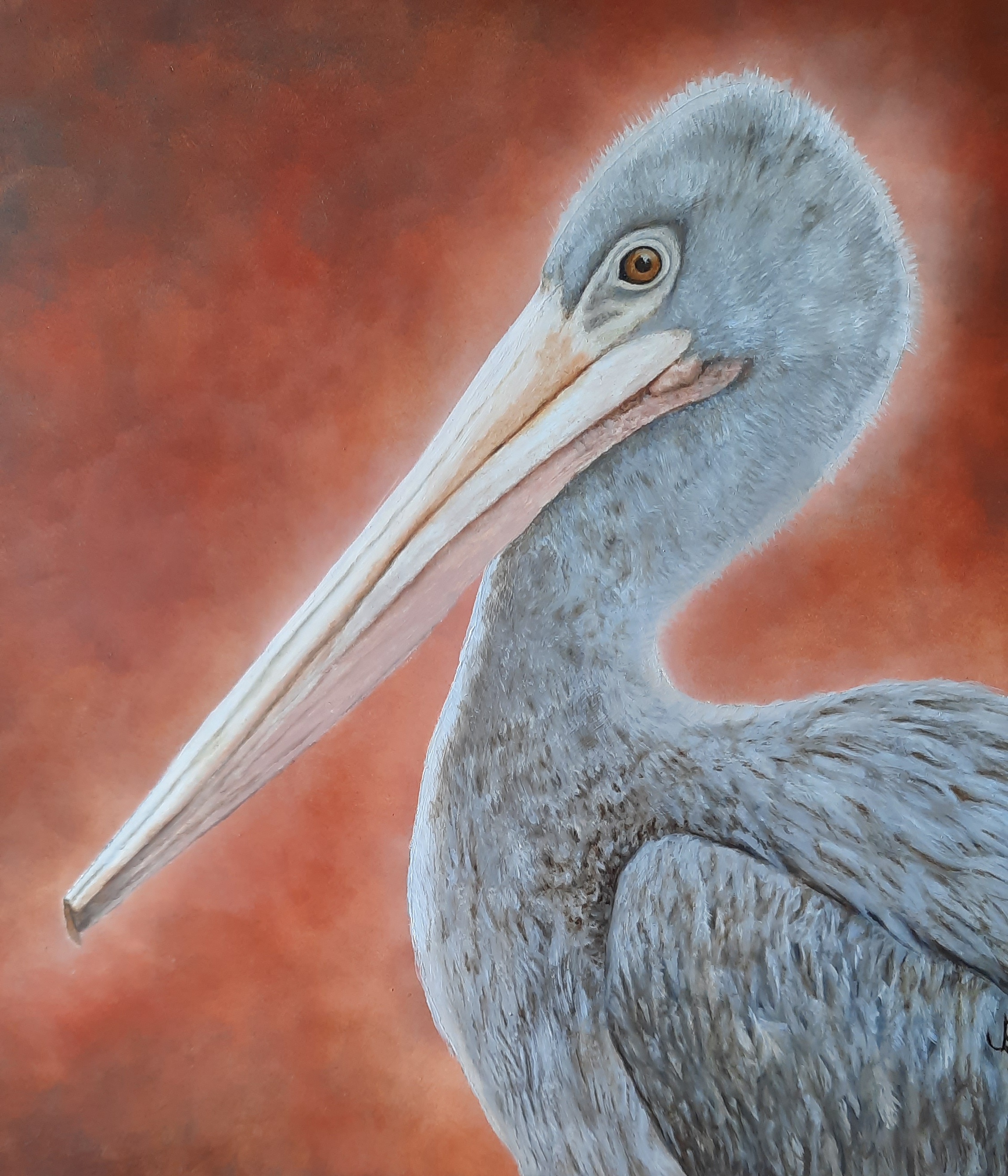 Pelican