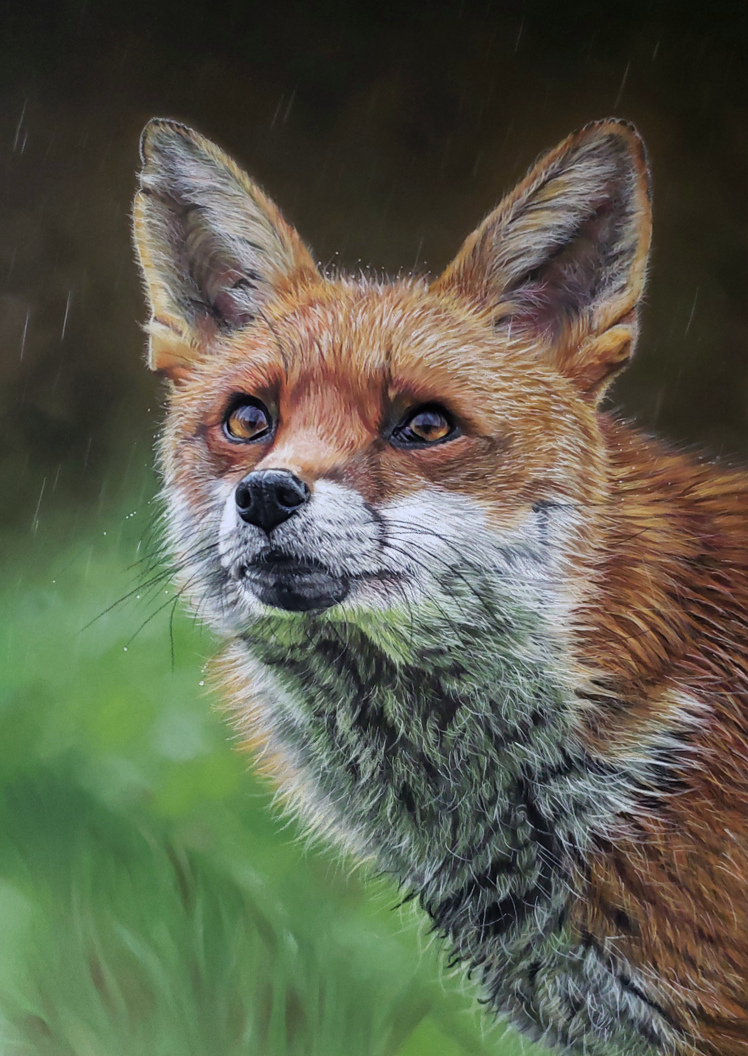 Fox in the Rain