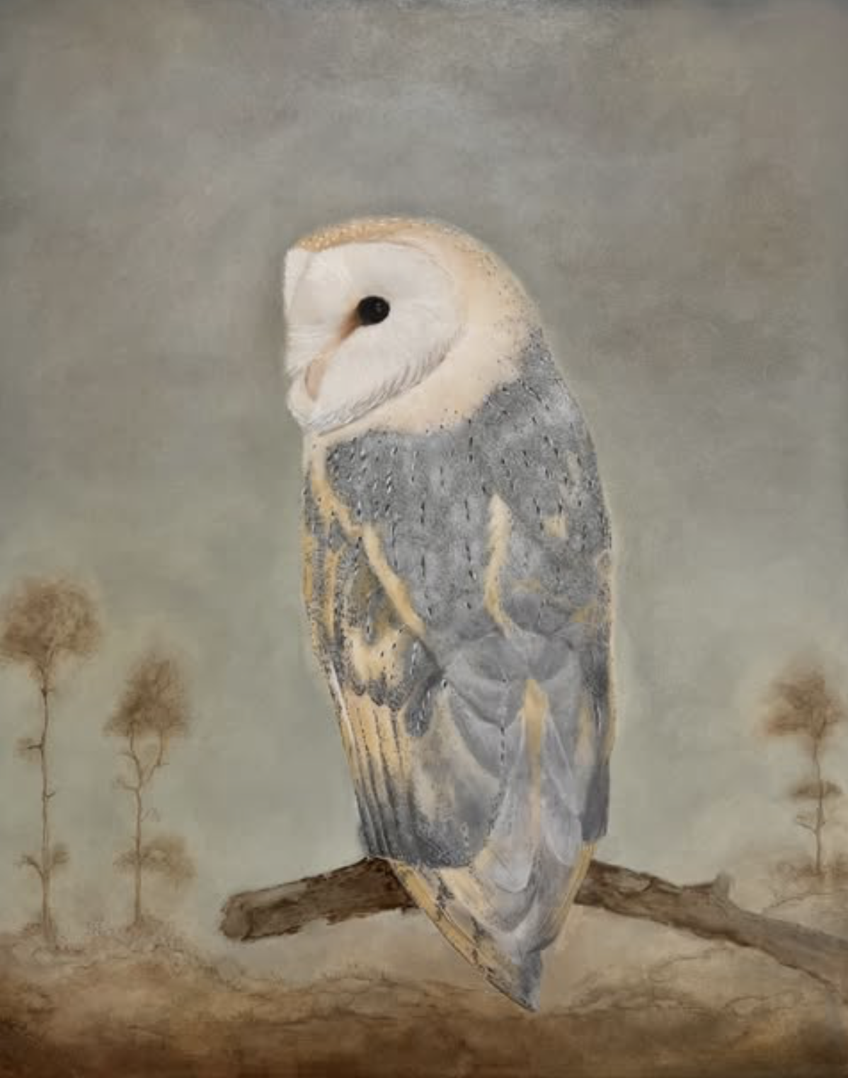 Barn Owl