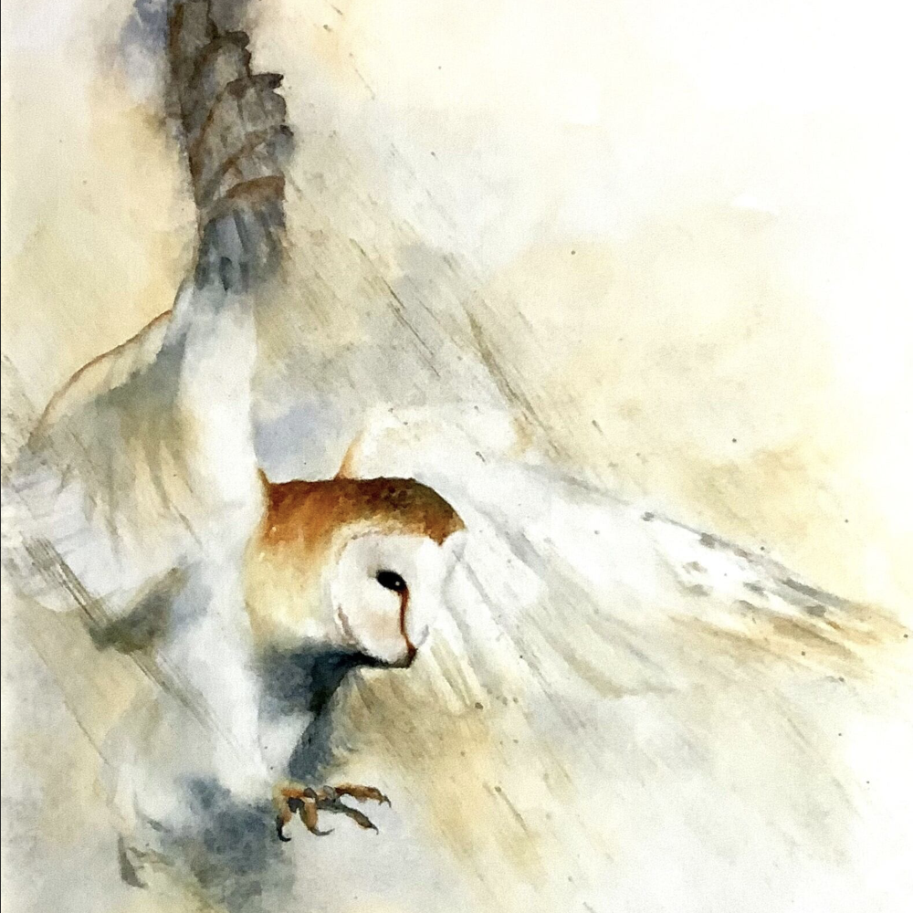 Barn Owl Alight