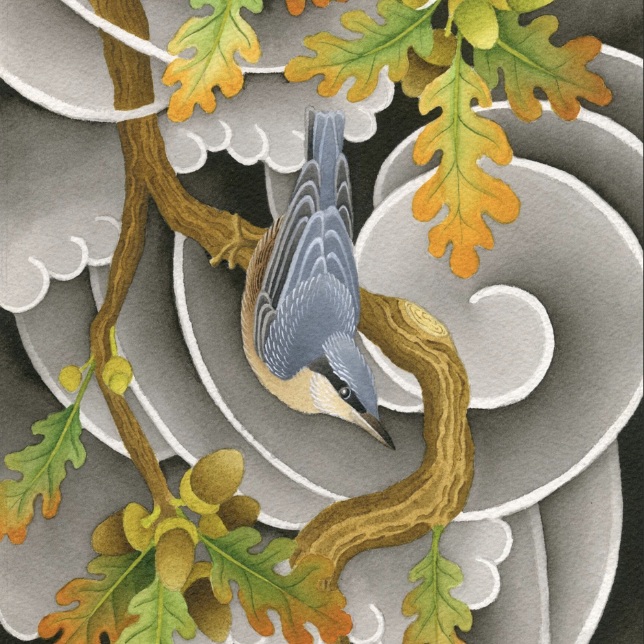 Nuthatch and Oak Branch