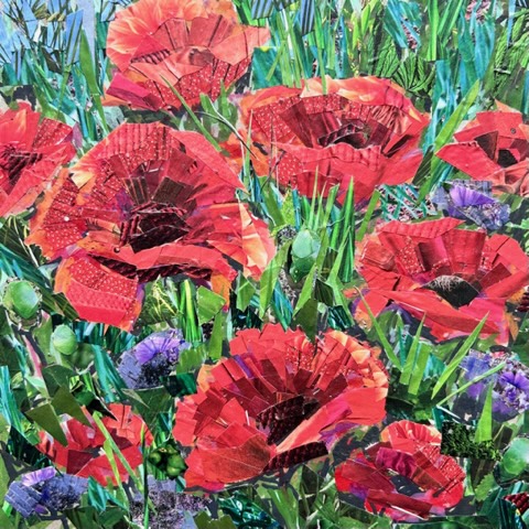 Poppy Love