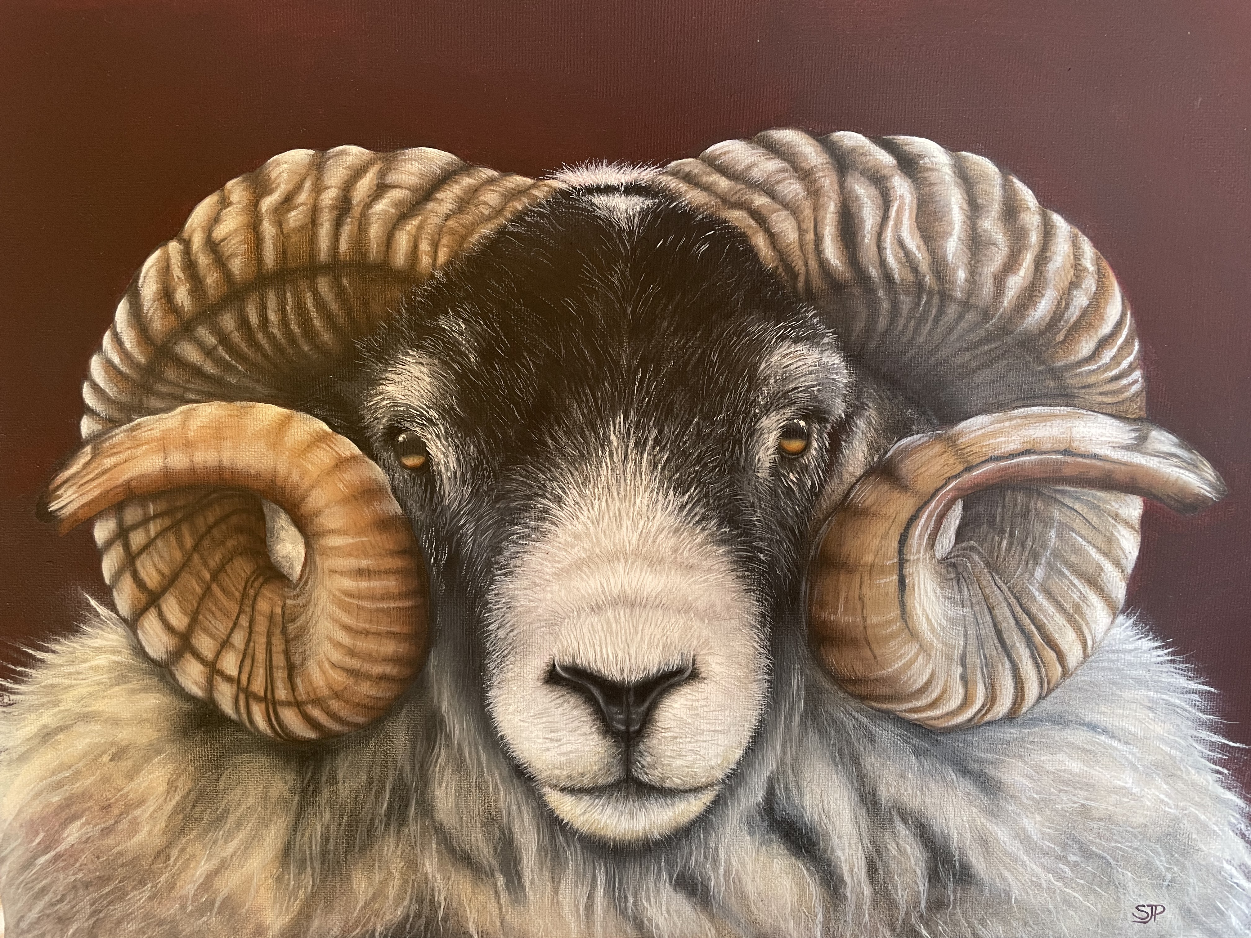 Blackface Ram