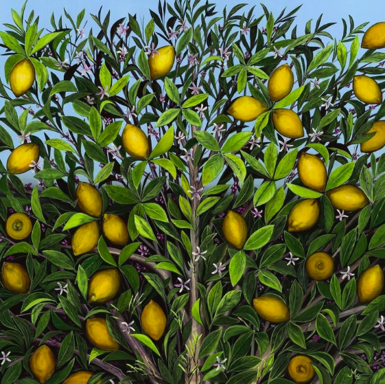 Lemons still life in situ III