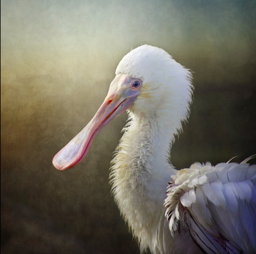 Spoonbill